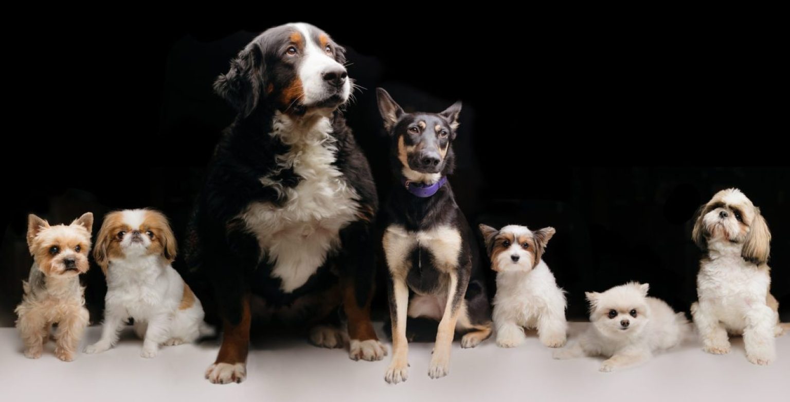 Dog Size Chart: What Size Will My Puppy Become? - The Shoe Box NYC